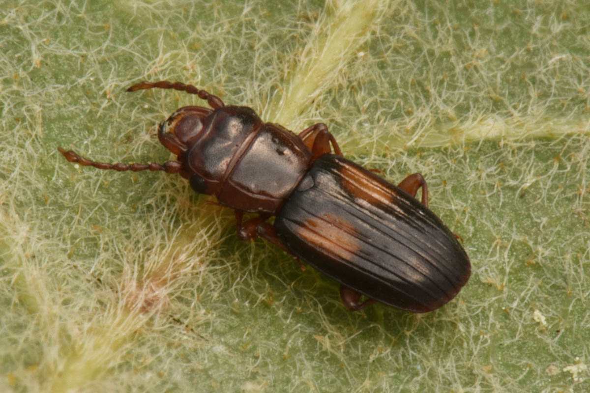 Laemophloeidae: Laemophloeus monilis